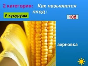 Как называется плод у кукурузы