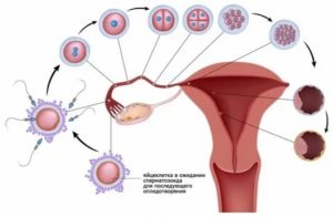Когда выходит яйцеклетка для оплодотворения после месячных