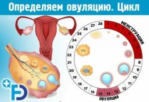 Когда яйцеклетка готова к оплодотворению после месячных