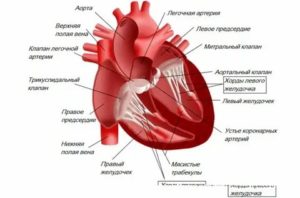 Что такое дополнительная хорда в сердце у новорожденных