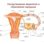 Докозагексаеновая кислота для мужчин при планировании беременности