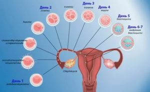 Когда выходит яйцеклетка для оплодотворения после месячных