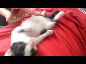 Почему новорожденный котенок дергается во сне