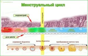 Когда происходит зачатия при 26 дневном цикле