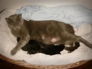 Почему у кошки твердый живот после родов
