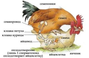 Как происходит зачатие яйца у курицы