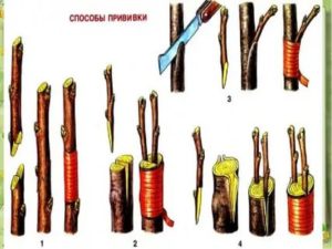 Как привить растения для плодов