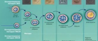 Этапы развития эмбриона при эко после переноса эмбрионов