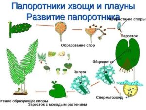 Что необходимо для оплодотворения папоротникам хвощам и плаунами и хвощами