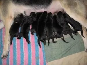 Почему умирают новорожденные щенки у немецкой овчарки