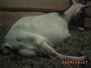 Что такое послеродовой парез у коз