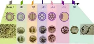 Как растет эмбрион по дням после переноса эмбрионов