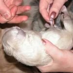 Почему новорожденный котенок мяукает без причины