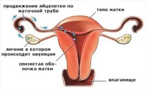 Если нет одной трубы как происходит овуляция и зачатие