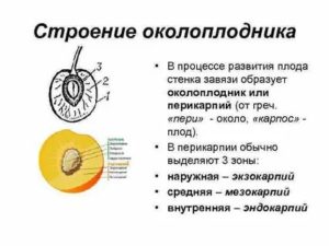 Что такое особенности строения плода