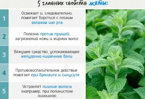 Можно ли пить мяту перед родами