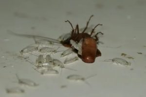 Сколько тараканов может родить самка