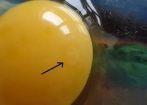 Как отличить оплодотворенное куриное яйцо от неоплодотворенного яйца