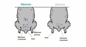 Как происходит зачатие у хомяков