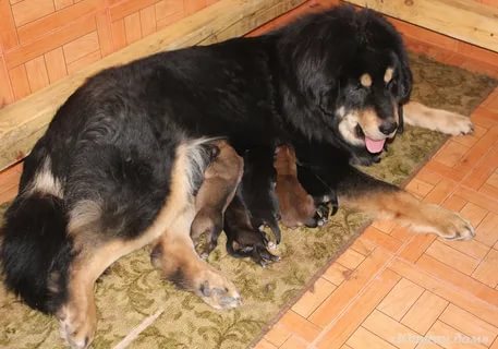 Сколько щенков может родить тибетский мастиф