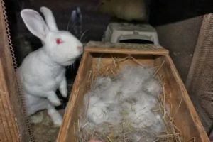 Почему крольчиха не рвет пух перед родами