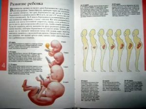 Этапы беременности от зачатия до родов и самочувствие