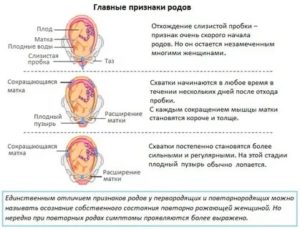 Как понять что начинается родовая деятельность