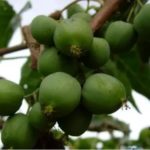 Как сохранить плоды топинамбура
