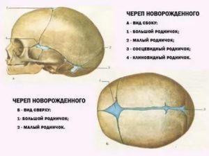 Когда срастаются кости черепа у новорожденного ребенка