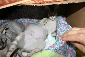 Через сколько дней кошка рожает котят после зачатия