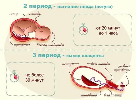 Сколько длится самый болезненный период родов