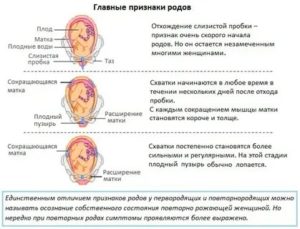 Когда опускается головка плода у повторнородящих