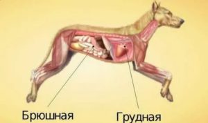 Что разделяет тело млекопитающего на грудную и брюшную полости