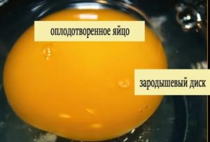 Как отличить оплодотворенное куриное яйцо от неоплодотворенного яйца