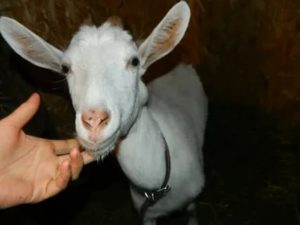 Почему у новорожденных козлят шишки на шее
