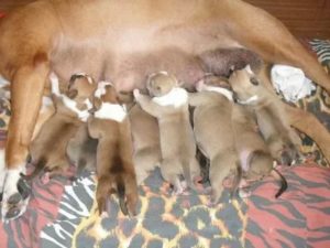 Сколько щенков может родить стафф