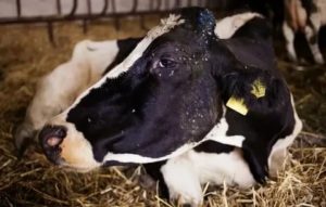 Что может вызвать выкидыш у коровы