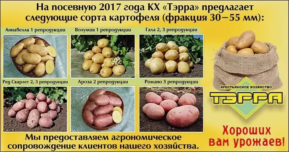 Репродукции картофеля схема