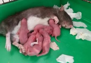 Сколько за год крыса может родить крысят