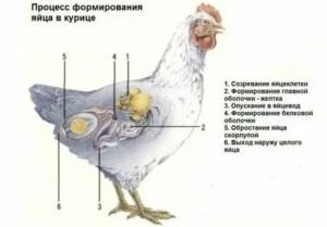 Как происходит зачатие яйца у курицы