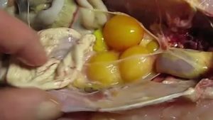 Как происходит зачатие яйца у курицы
