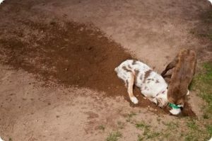 Почему собака после родов копает подстилку