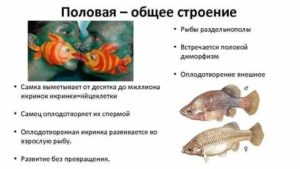 Как происходит зачатие у рыбок