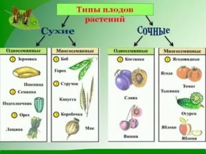 Что такое плод у покрытосеменных растений