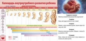 Как развивается ребенок в утробе матери с первых дней зачатия