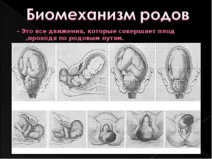 Как понять что ребенок опускается в родовые пути