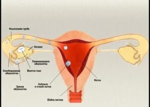 Могут ли тянуть яичники при оплодотворении