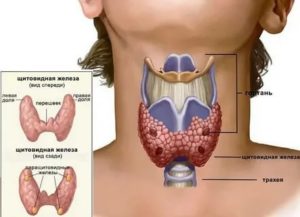 Как проверить щитовидную железу при планировании беременности