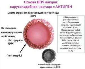 Можно ли беременеть при вирусе папилломы человека 16 типа