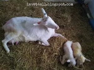 Что такое послеродовой парез у коз